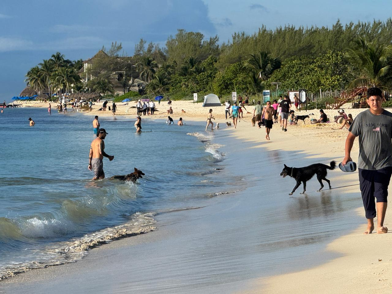 People enjoying a sunny day at the beach with dogs, swimming, and relaxing by the water.$#$ CAPTION