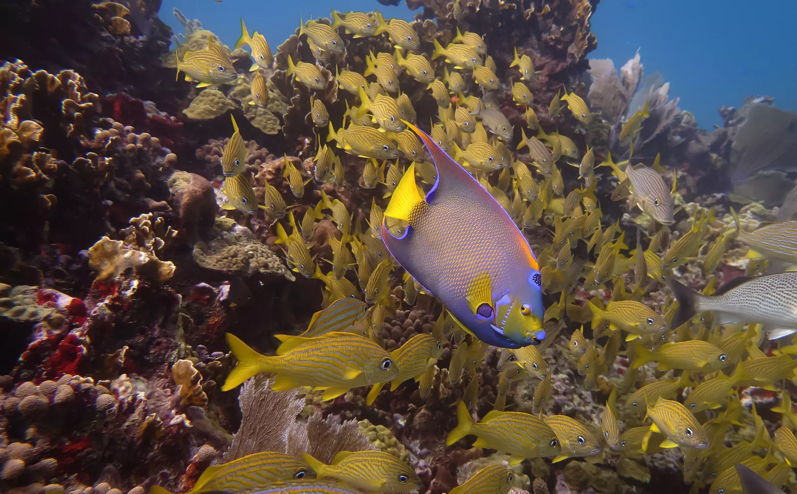 A diverse school of yellow-striped fish swimming near coral, with a colorful fish in the foreground.$#$ CAPTION