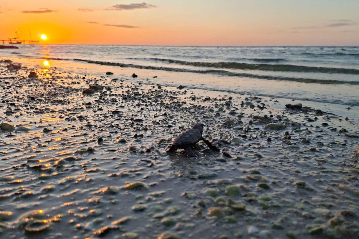 a small turtle making its way across a sandy beach at sunset with gentle waves in the background