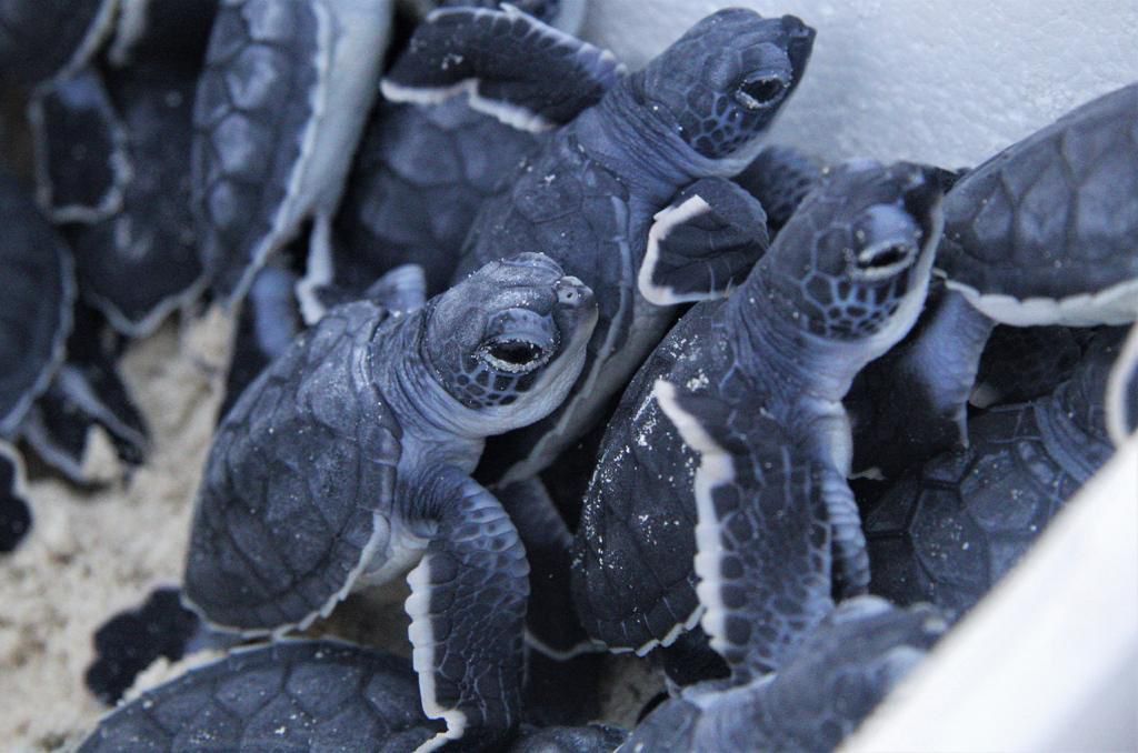 A group of baby turtles huddled together in a sandy environment, preparing to make their way to the sea.$#$ CAPTION