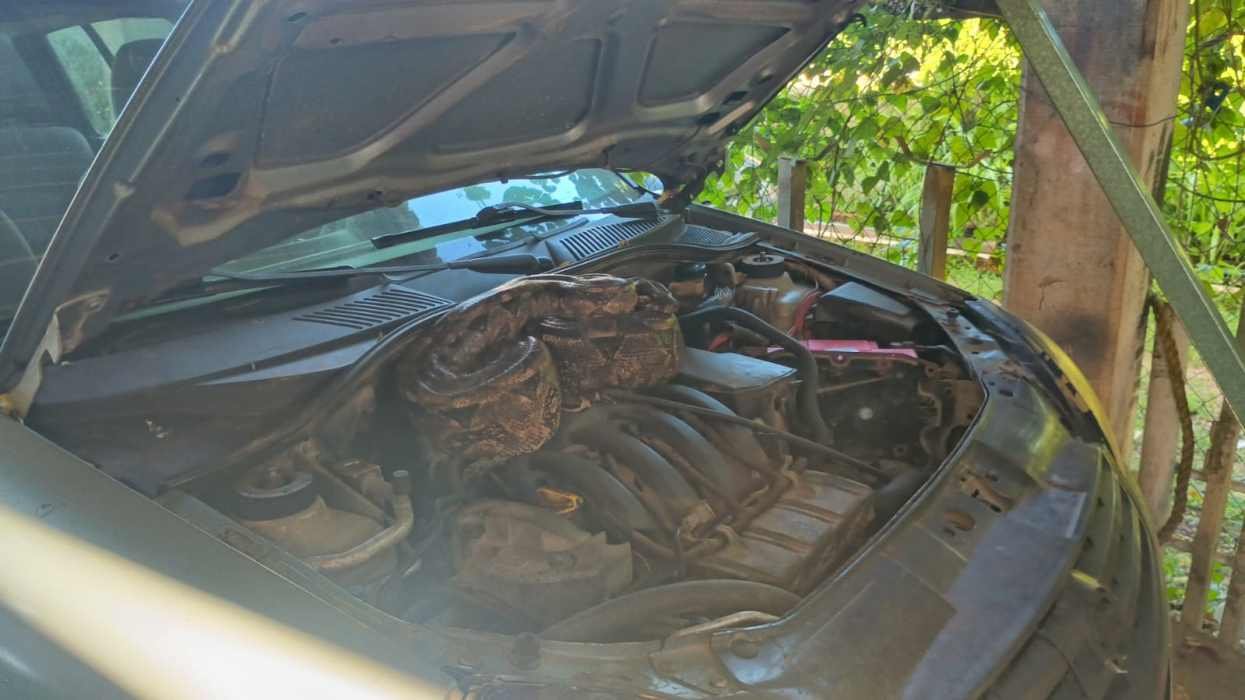 Close-up view of a car engine with the hood raised, revealing the internal components in a shaded area under a tree-$# CAPTION