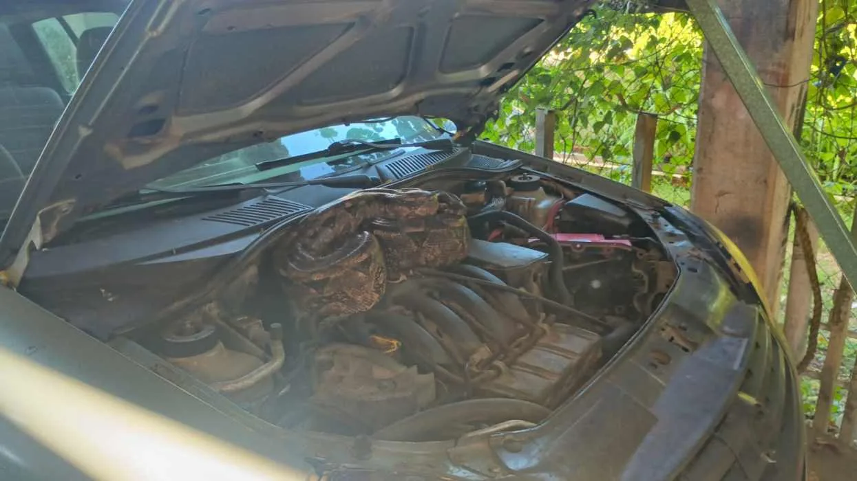 Close-up view of a car engine with the hood raised, revealing the internal components in a shaded area under a tree-$# CAPTION
