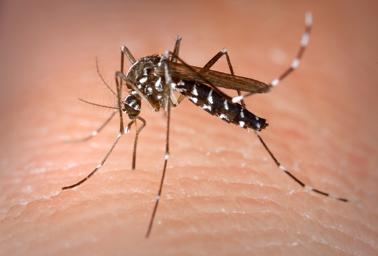 A close-up image of a mosquito with distinctive black and white markings, perched on human skin.$# CAPTION