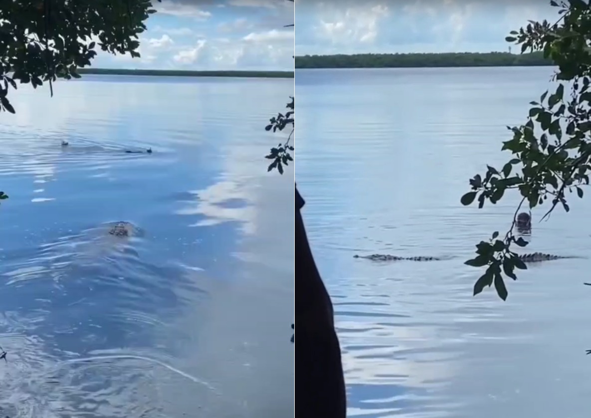 A crocodile swimming in a calm body of water, partially obscured by foliage on the left side of the image. The sky is clear with a few clouds. A second animal can be seen swimming nearby.