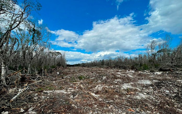 A cleared area of land with fallen trees and a blue sky filled with clouds
