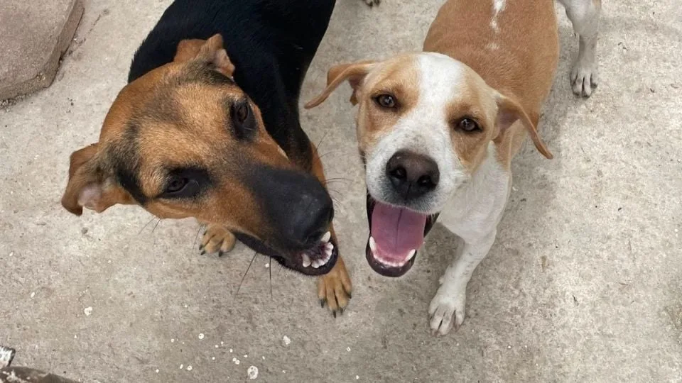 two dogs standing close together with joyful expressions on their faces
