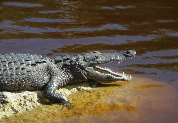 A crocodile resting on a rocky shore with its mouth open near the water's edge.$# CAPTION