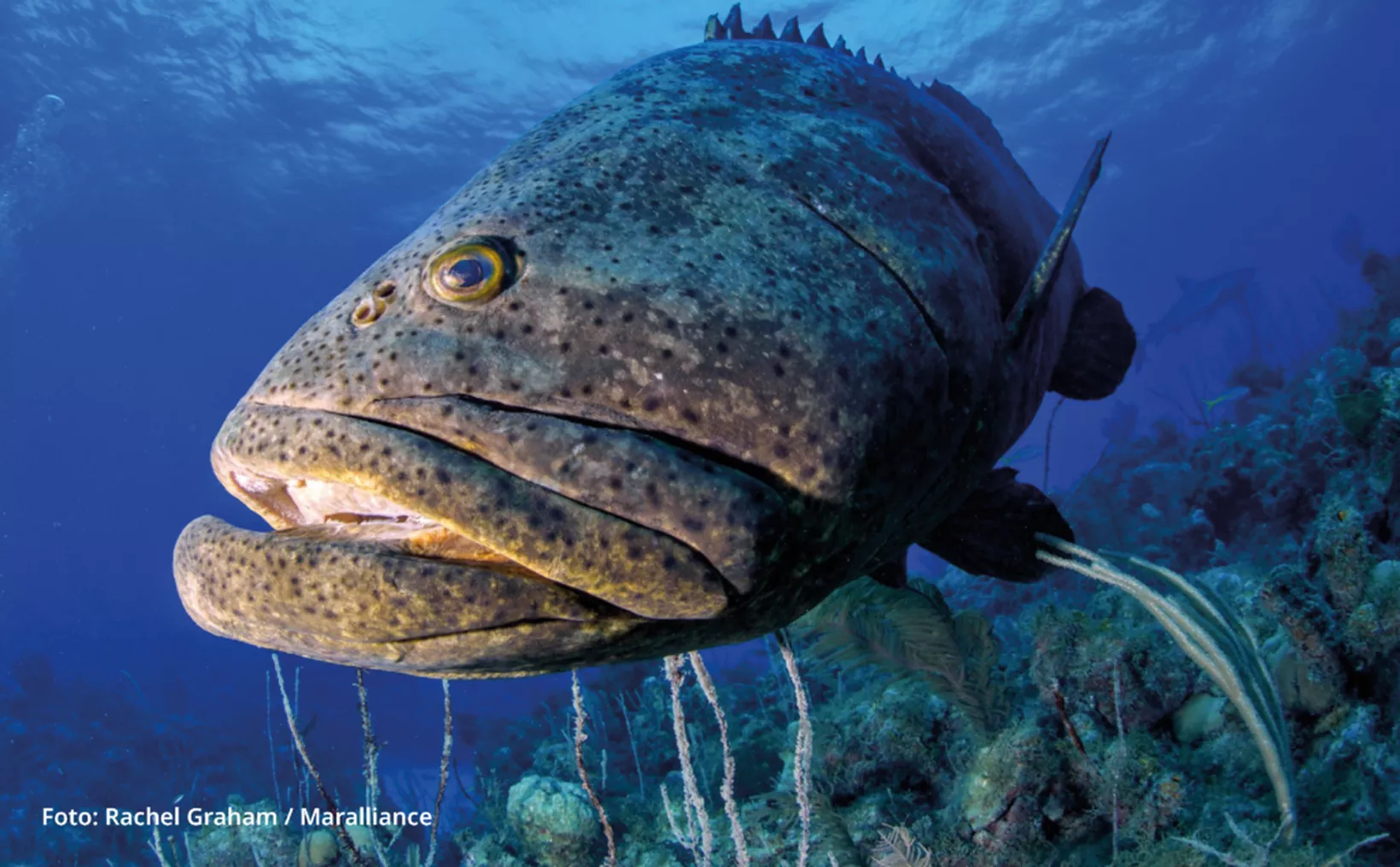 A large grouper fish swimming underwater in a vibrant blue sea environment.