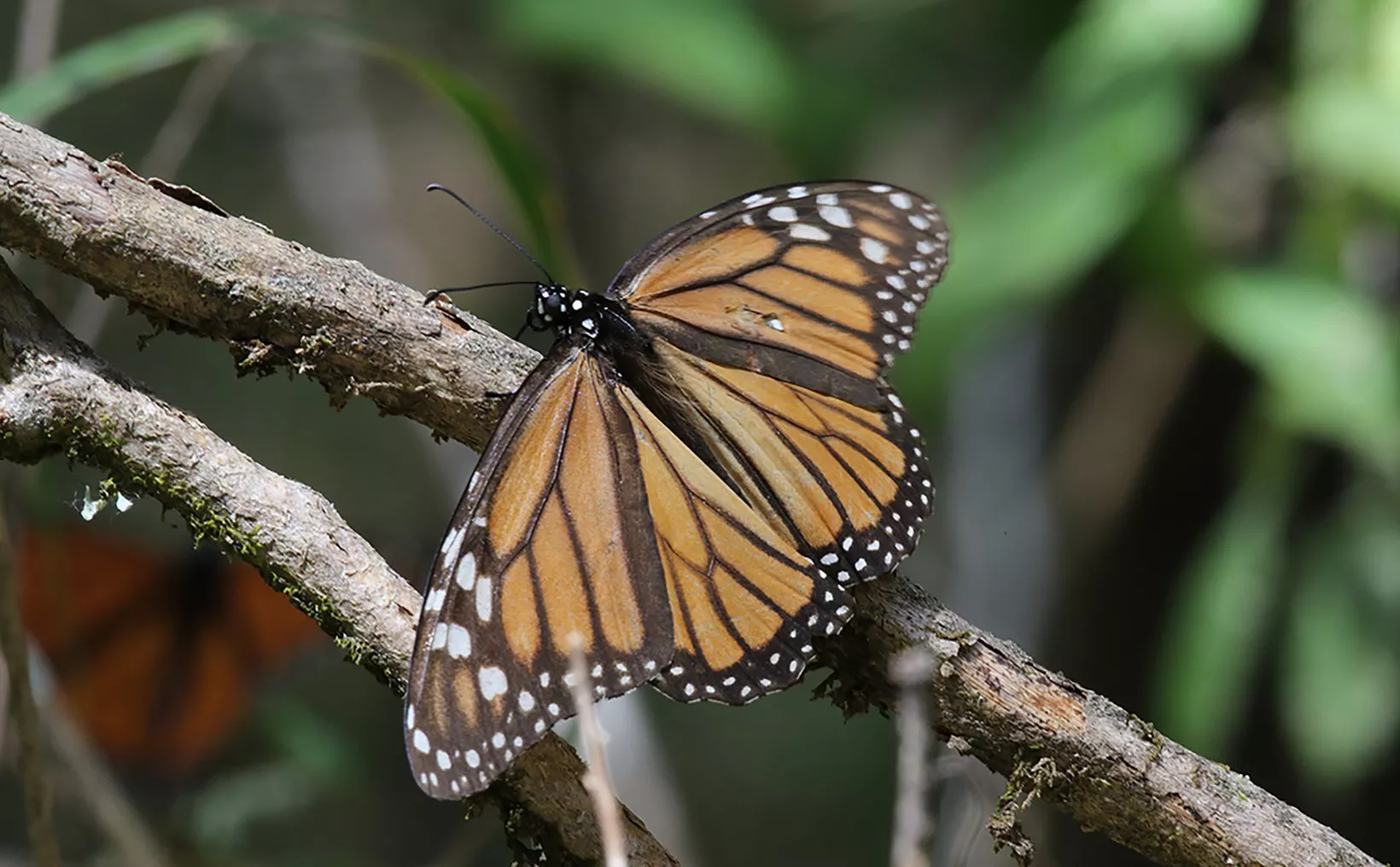 A close-up of a Monarch butterfly with vibrant orange and black wings perched on a twig against a blurred green background.
