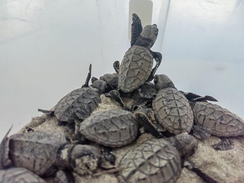 A group of baby sea turtles on a sandy surface, some are climbing over each other while others are resting.