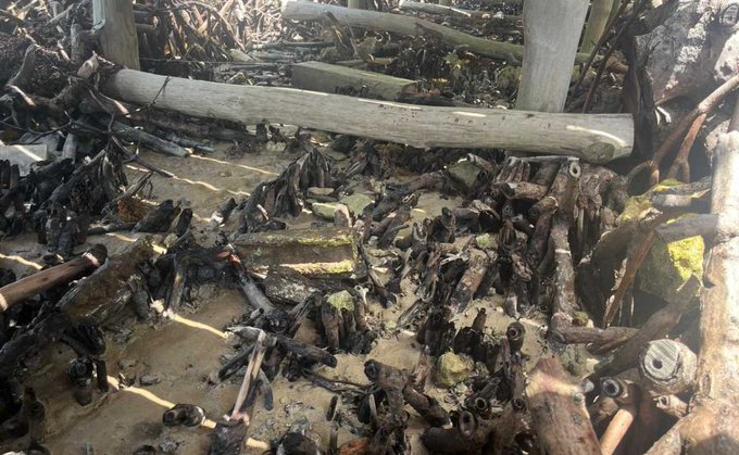 a close-up view of mangrove roots and debris on the ground