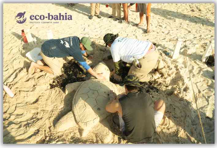 Volunteers working together to help a sea turtle on the beach, surrounded by sand and seaweed.