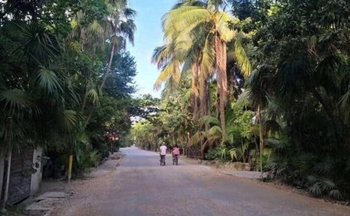Two people riding bicycles down a quiet road lined with tall palm trees and vibrant greenery.$# CAPTION
