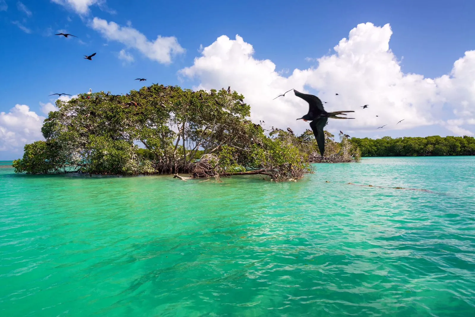 A serene view of a mangrove island surrounded by turquoise waters and a clear blue sky, with birds flying above.$# CAPTION