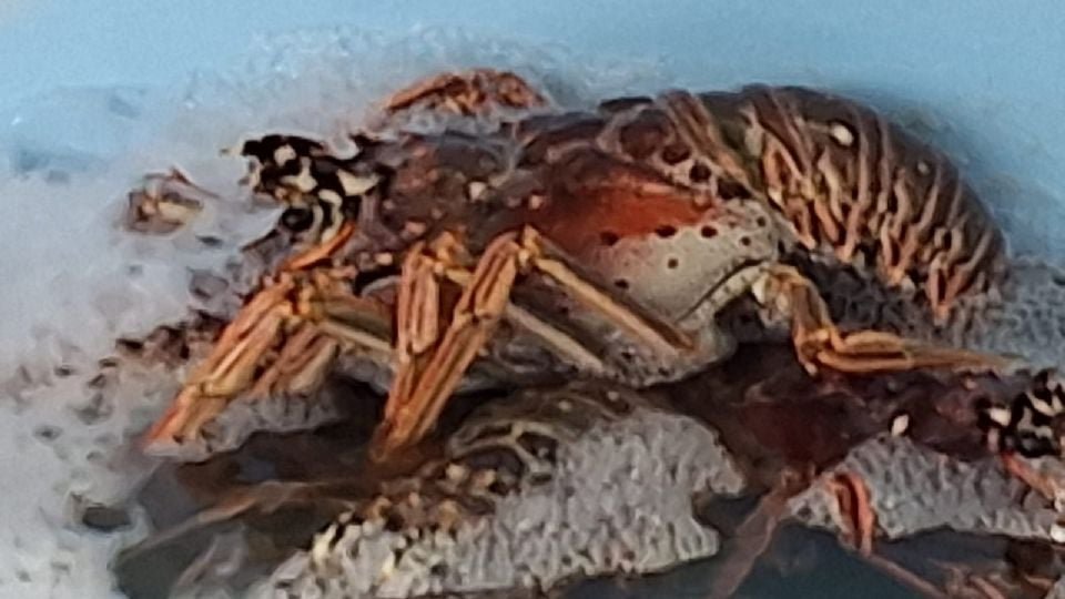a close-up of a crustacean lying on a surface with bubbles around it