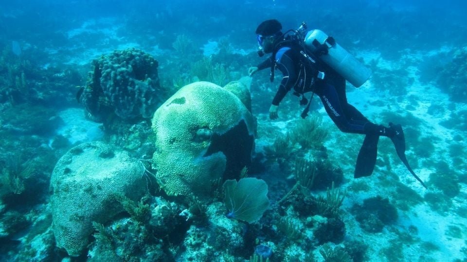 a scuba diver swimming near coral formations in the ocean-21102025