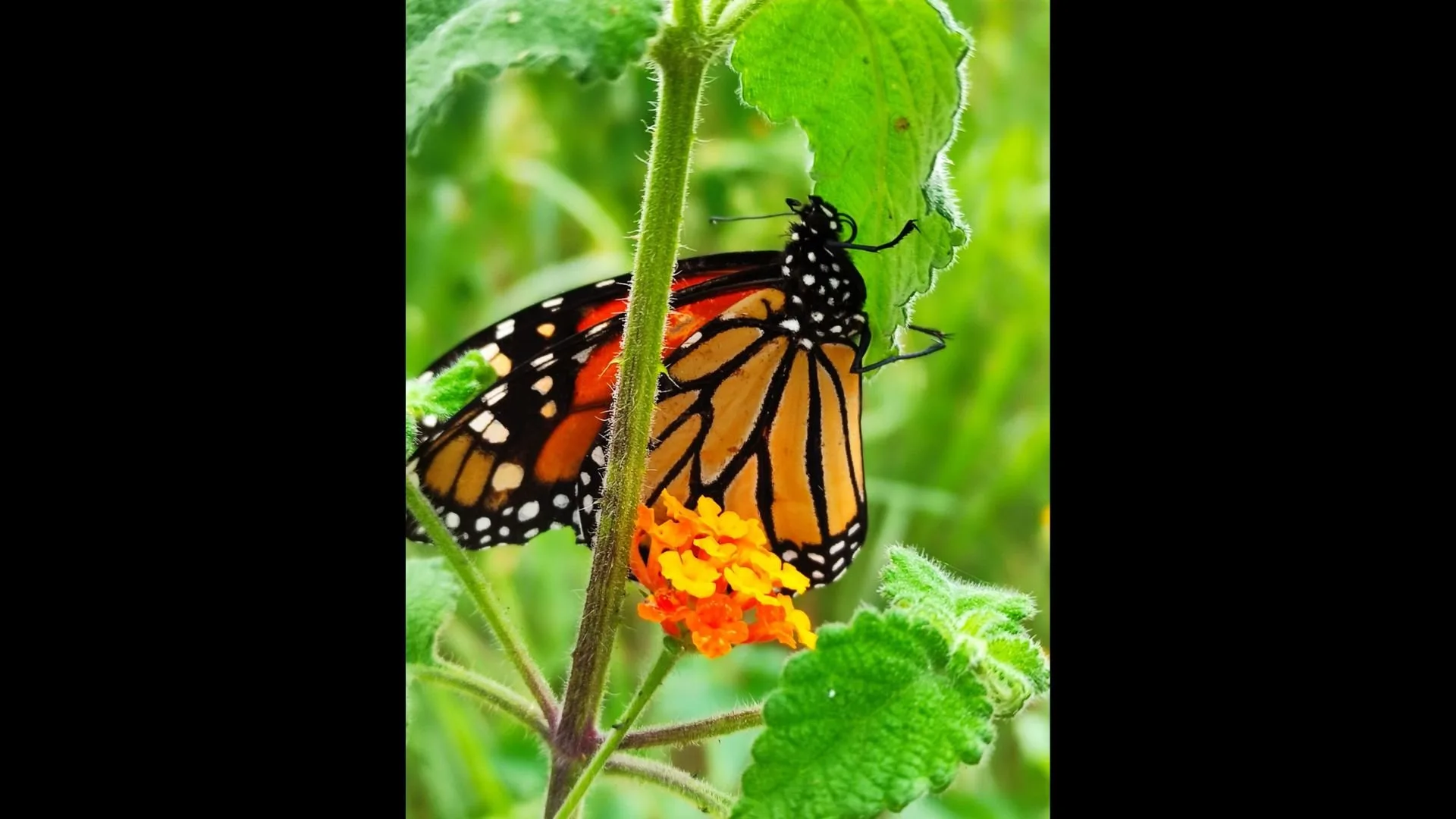 close-up of a monarch butterfly sitting on orange flowers with green leaves in the background