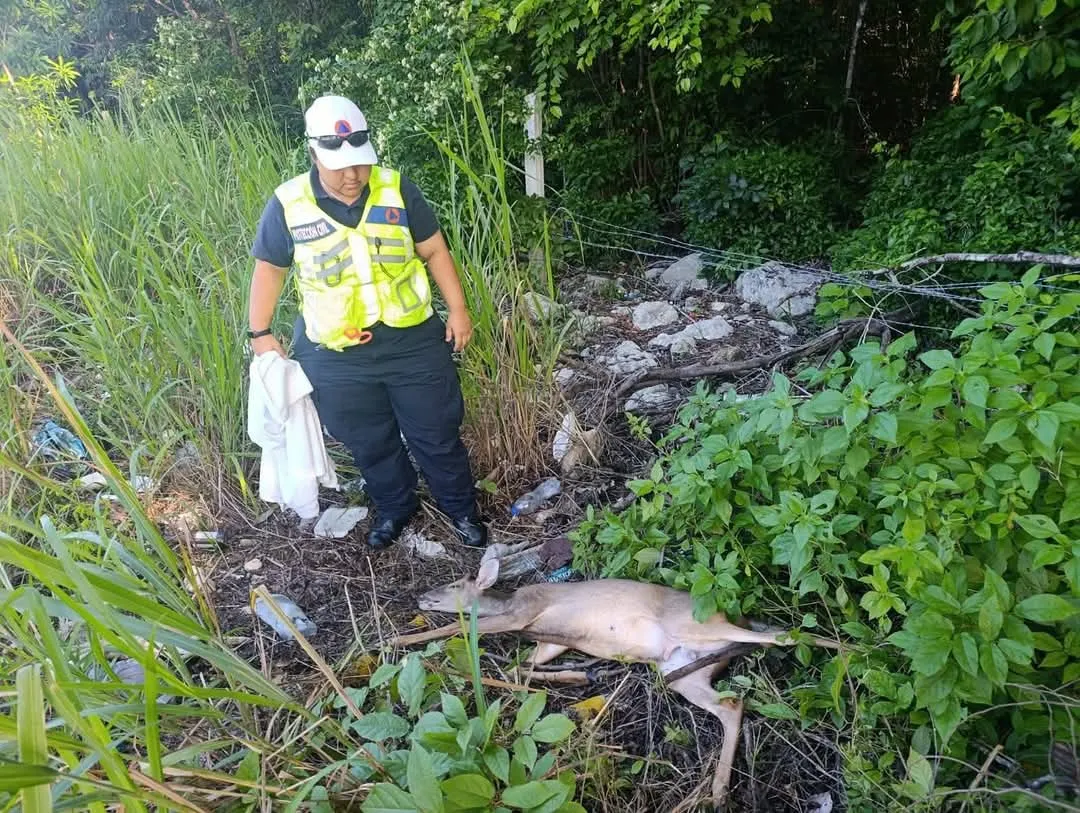 A person in a reflective safety vest standing beside a deceased deer in a grassy area with litter and bushes around.$# CAPTION