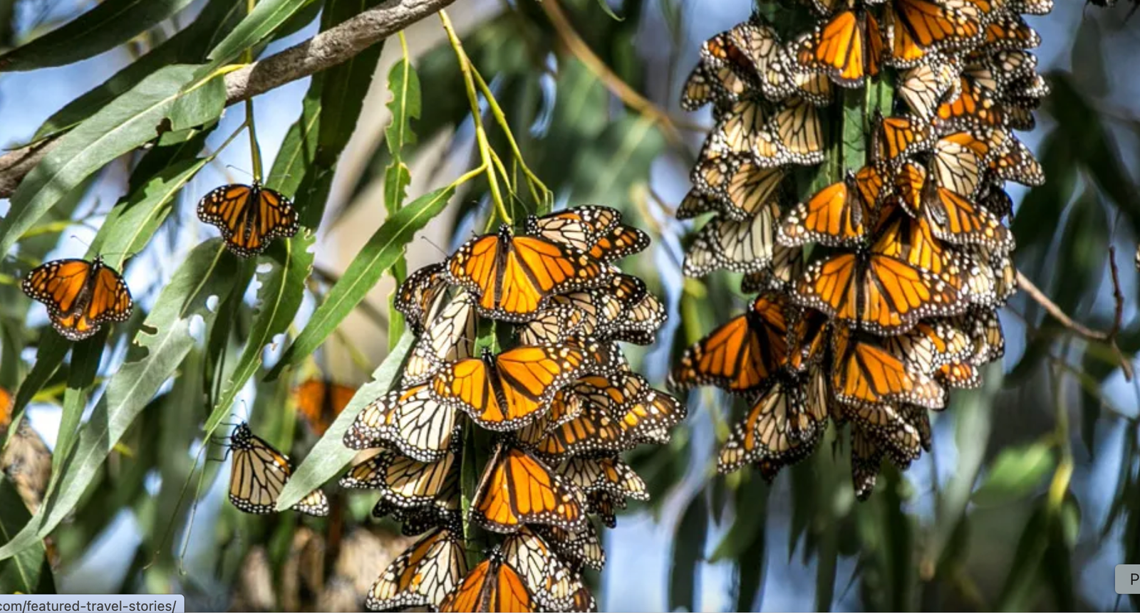 Monarch Butterfly Migration tracked