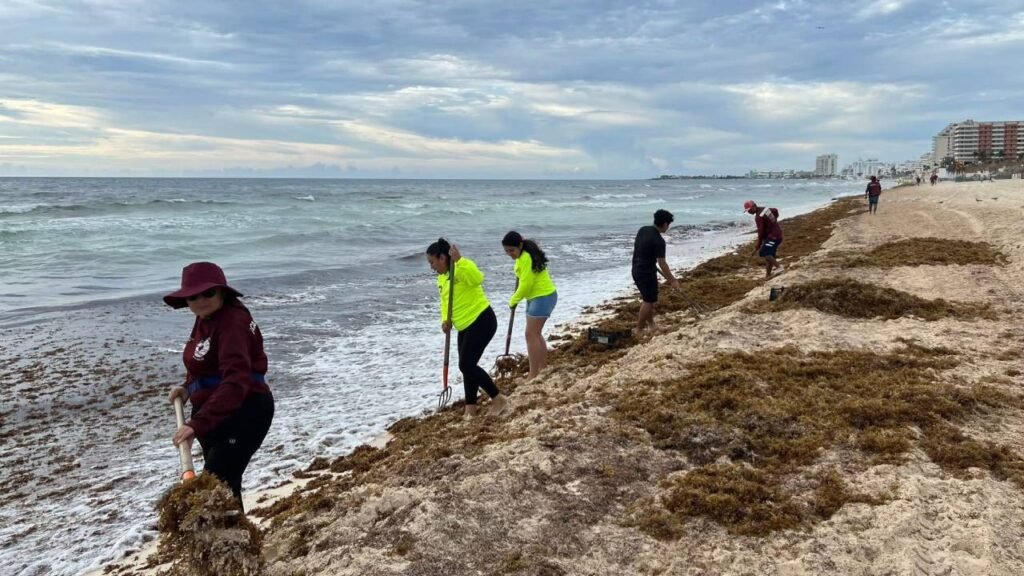 A group of people on a beach removing seaweed from the shoreline, with the ocean and cloudy sky in the background.$#$ CAPTION