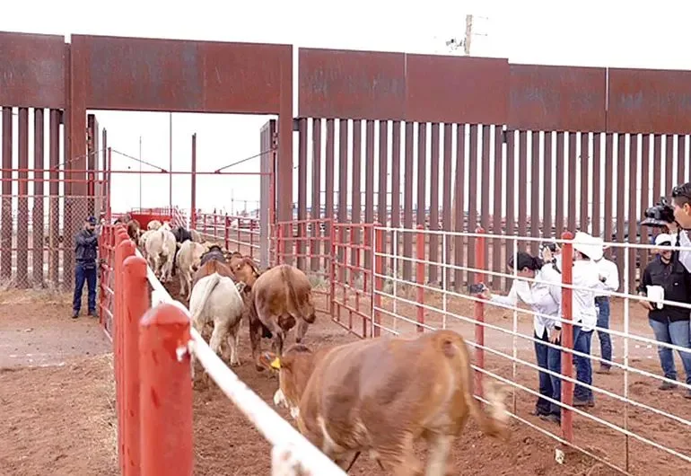 Illustration showing cattle and border fence symbolizing trade issues