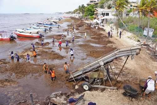Volunteers and workers remove seaweed from a beach while boats are docked nearby.$#$ CAPTION
