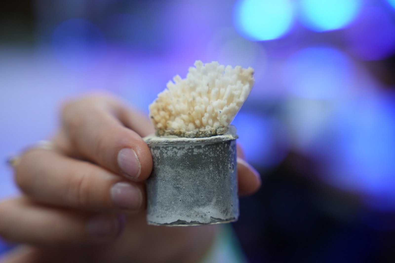 coral nursery xcaret