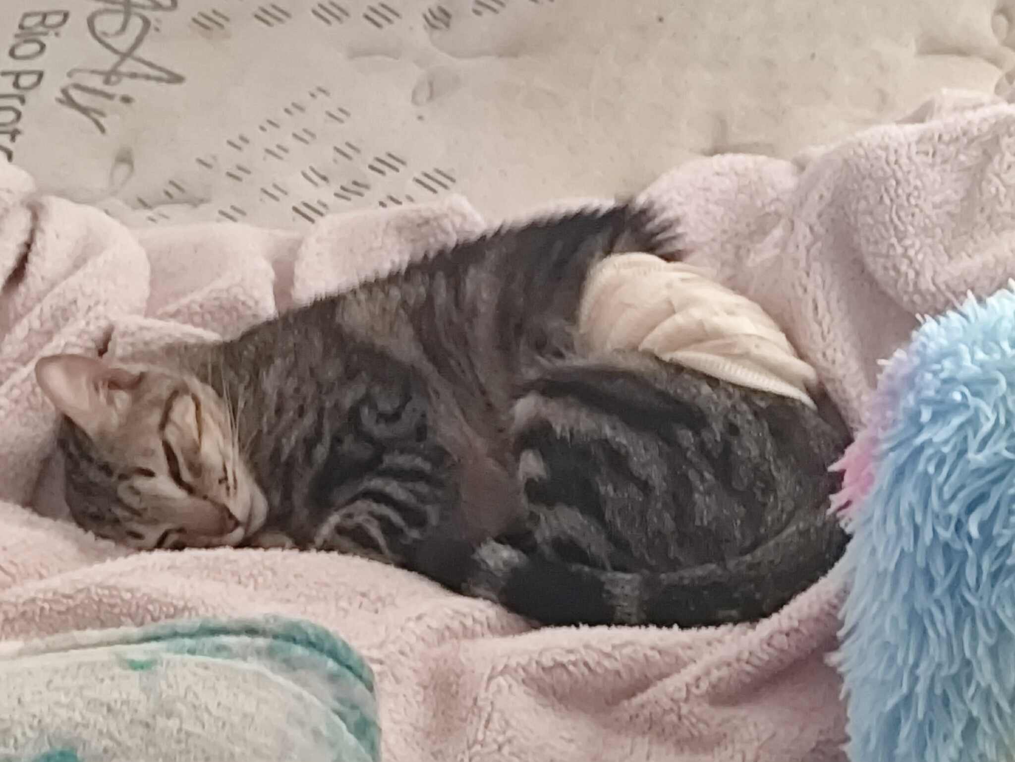 A sleepy gray tabby cat curled up on a soft blanket, resting peacefully with a bandage on its leg.$#$ CAPTION