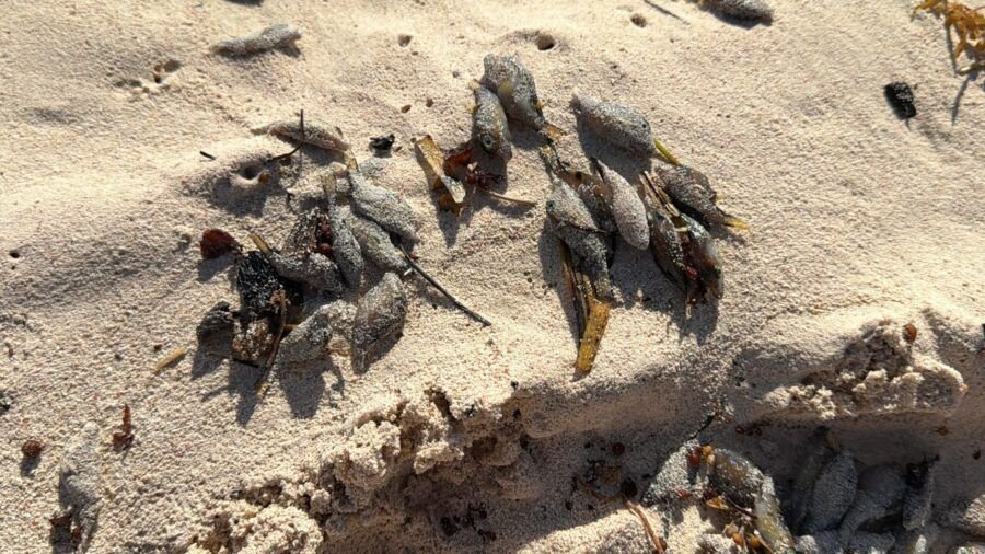 Dead pufferfish washed ashore on a beach in Tulum, Mexico