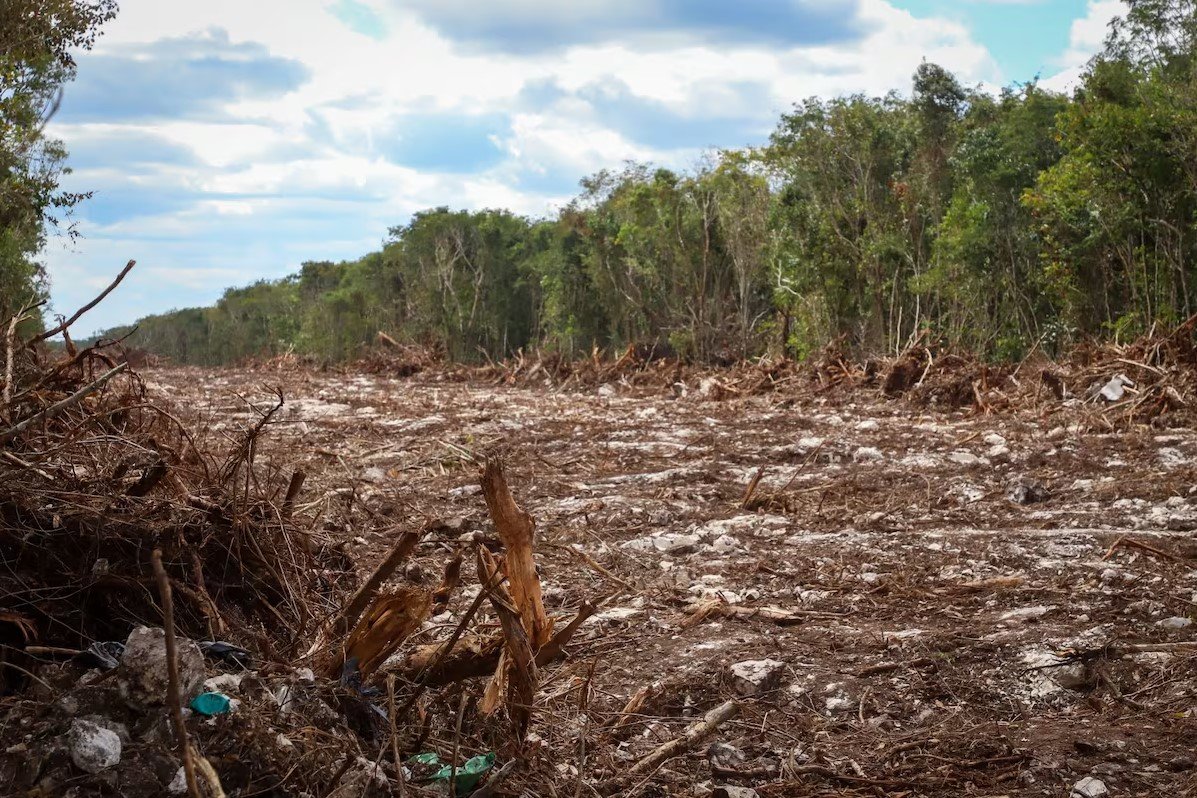 A cleared land area shows stumps and debris, indicating deforestation, surrounded by tree lines on both sides and a cloudy sky above.$# CAPTION