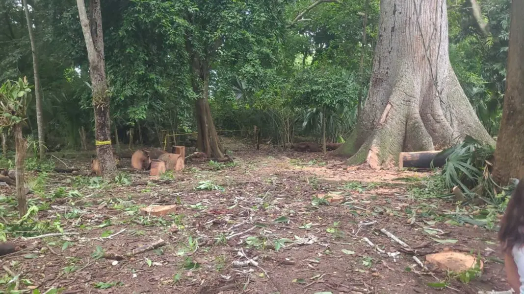 A cleared area in a forest with cut logs and tree stumps, surrounded by lush greenery