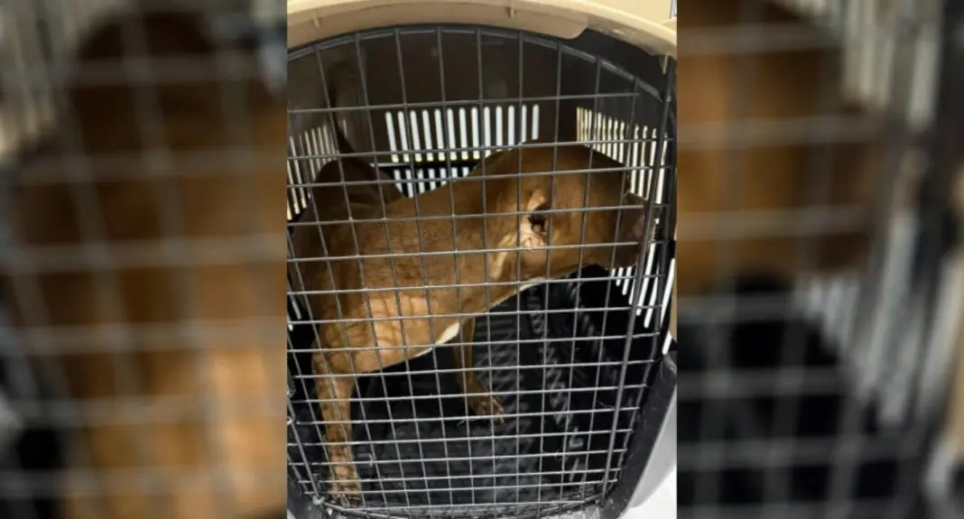 A brown dog inside a metal kennel looking out from behind the bars