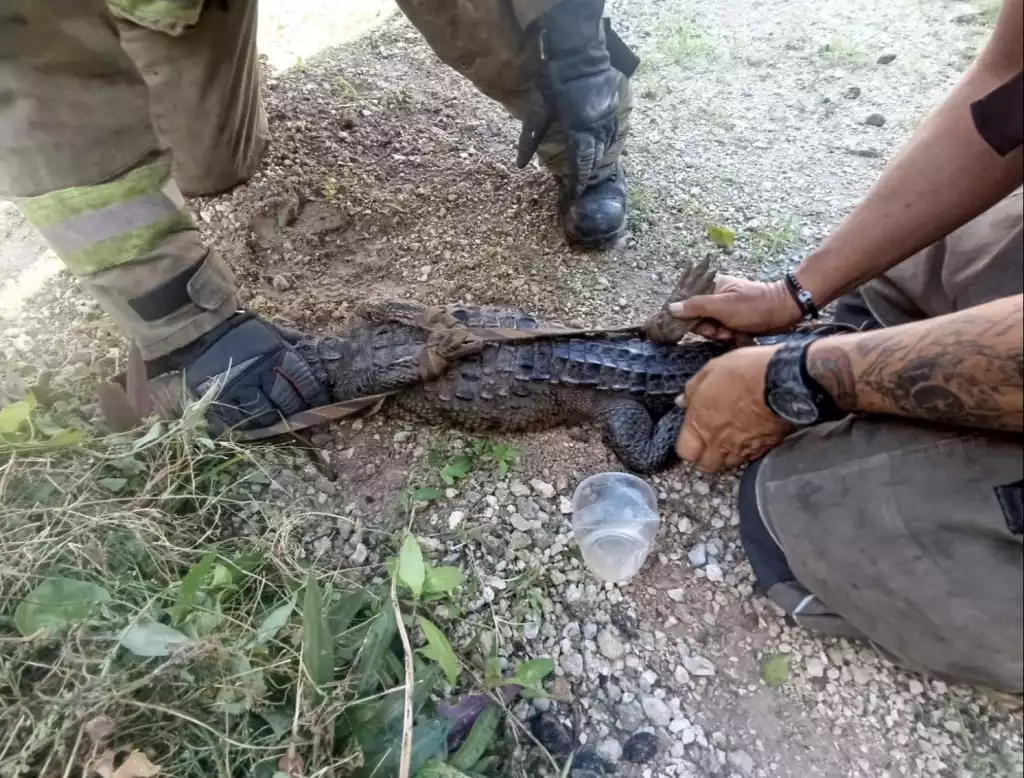 Firefighters using a rope to immobilize a crocodile in Cancún