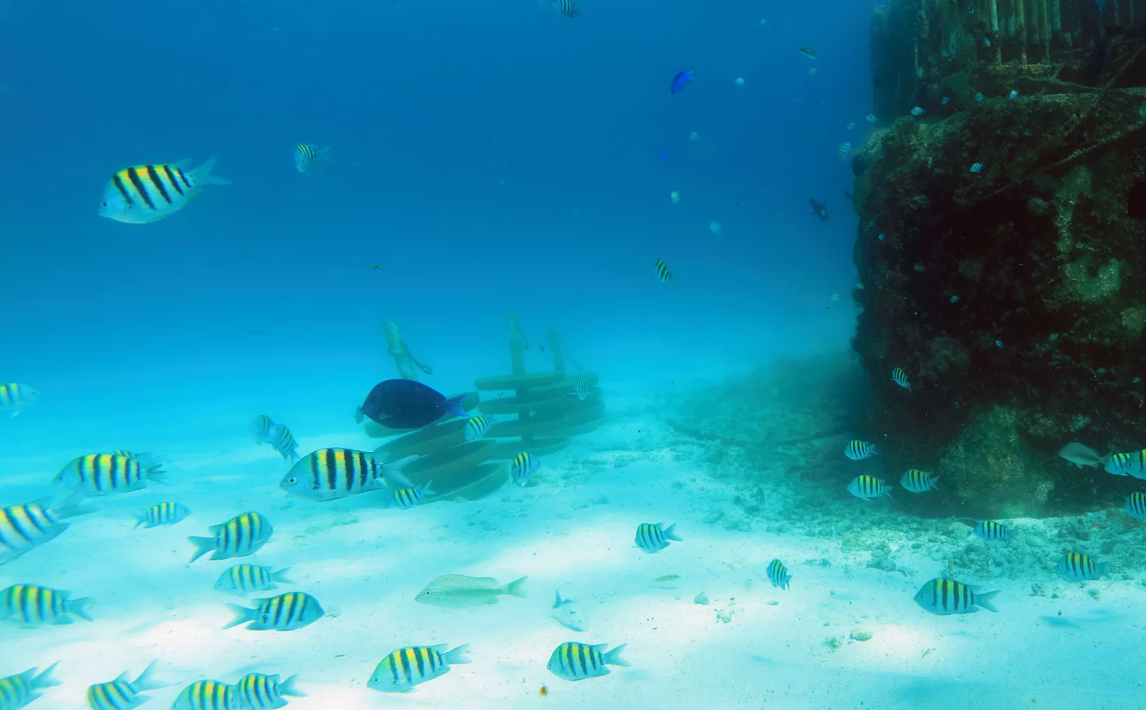 Fish swimming in coral reefs of Quintana Roo
