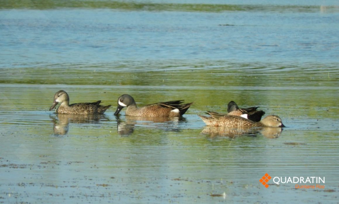 a group of four ducks swimming in a body of water surrounded by greenery