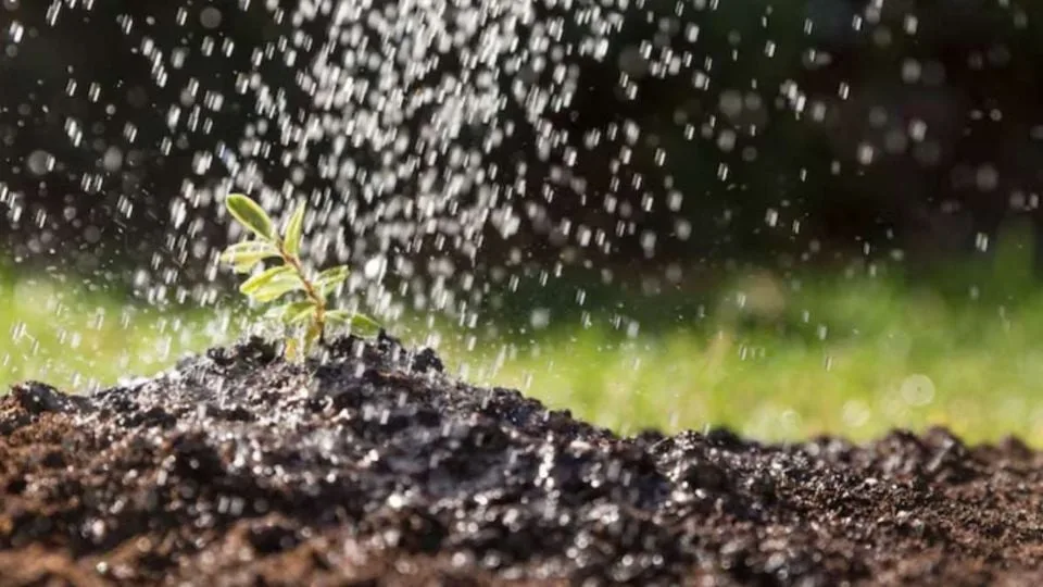a small green plant is being watered with droplets of water falling on it from above-04112025