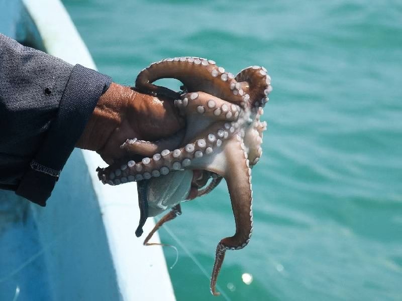 a person holding an octopus by its body above water-06112025