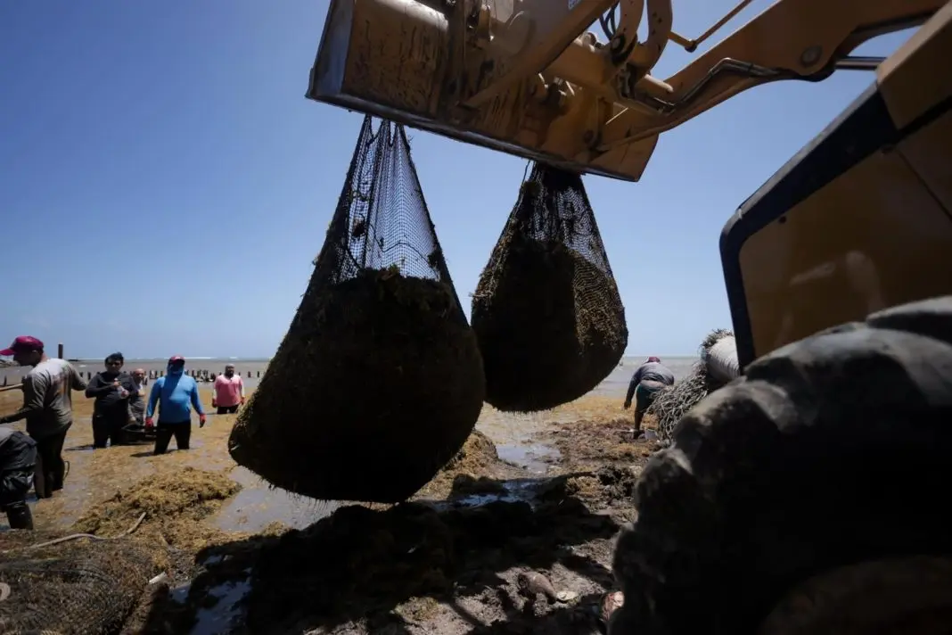 A machine is lifting large nets filled with seaweed while workers gather on the beach in the background under a clear blue sky.$# CAPTION