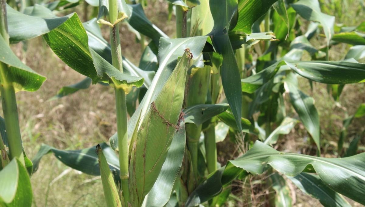 Close-up view of healthy corn leaves in a field, showcasing their green color and structure