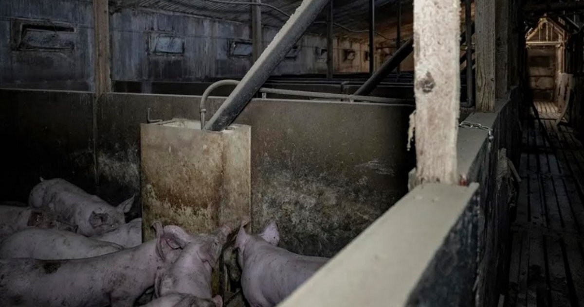 Interior view of a pigpen with several pigs visible and a feeding trough in the center of the image