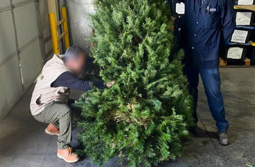 Two individuals inspecting a large artificial Christmas tree in a warehouse setting.$# CAPTION