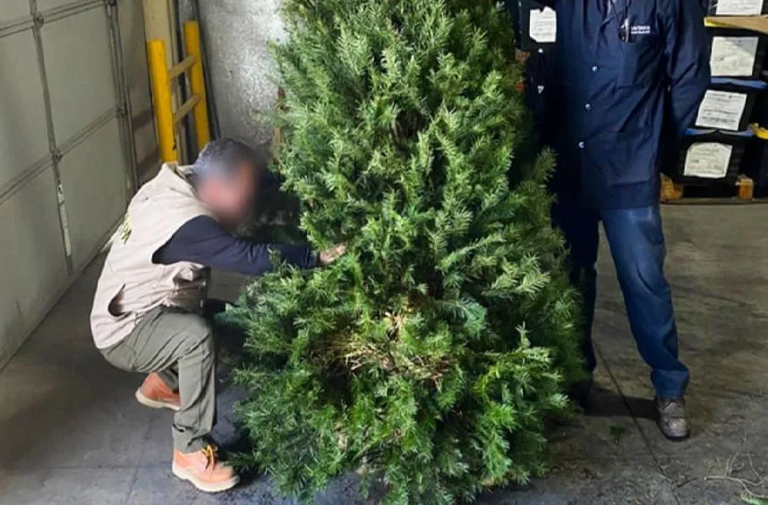 Two individuals inspecting a large artificial Christmas tree in a warehouse setting.$# CAPTION
