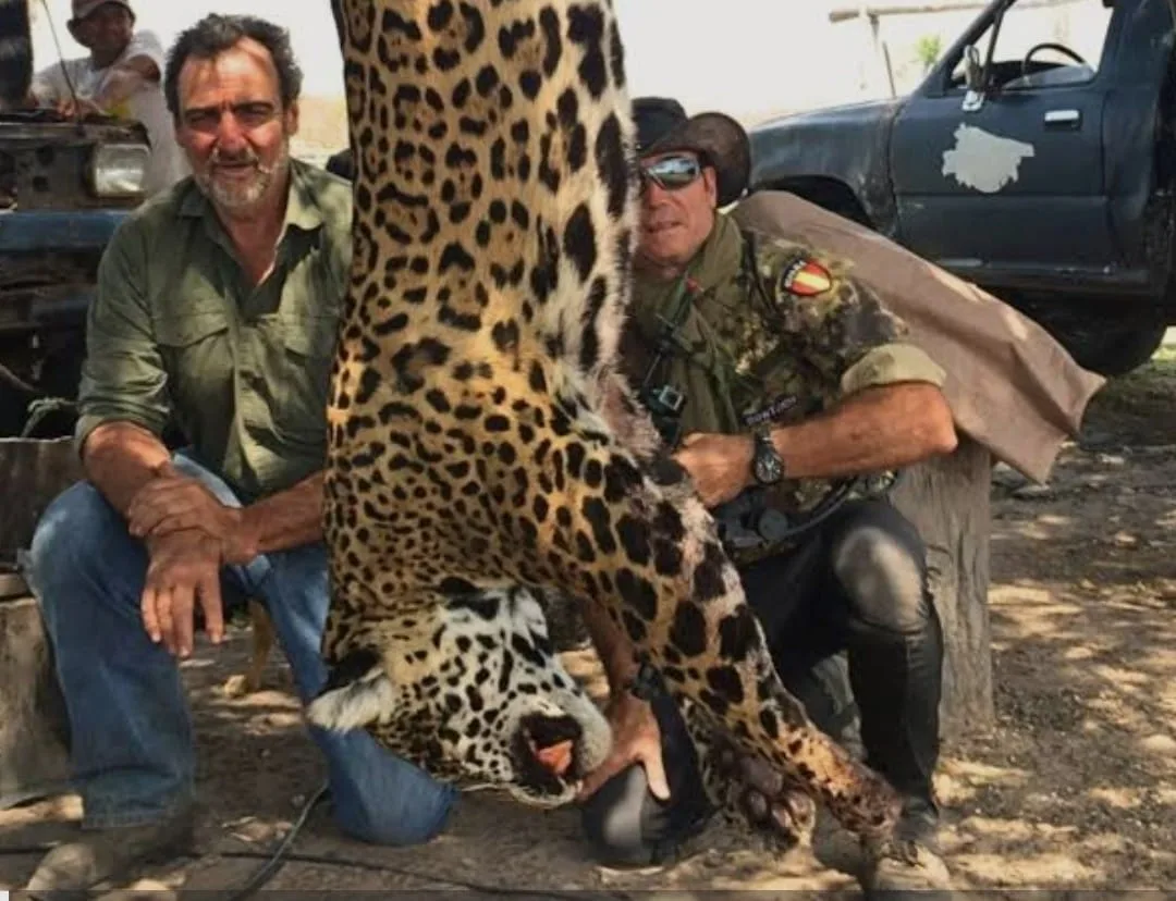 A jaguar in its natural habitat, highlighting the species threatened by illegal trade
