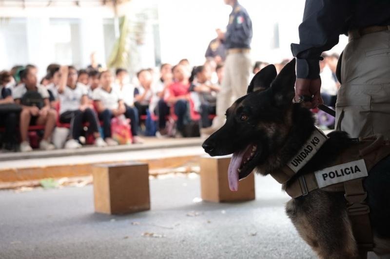 A police dog standing next to its handler, with students in the background attending a demonstration-18112025