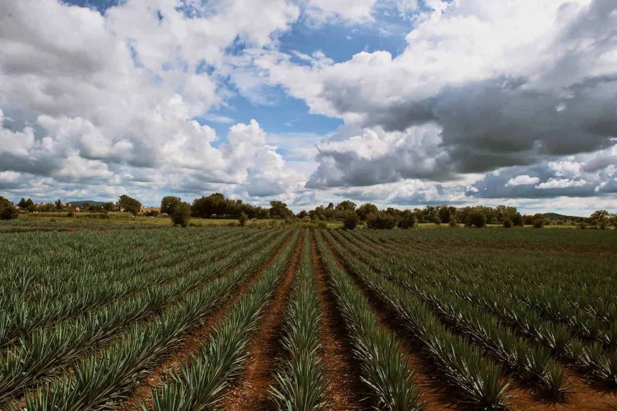 A wide view of agave plants arranged in rows under a sky filled with clouds and blue patches.$# CAPTION