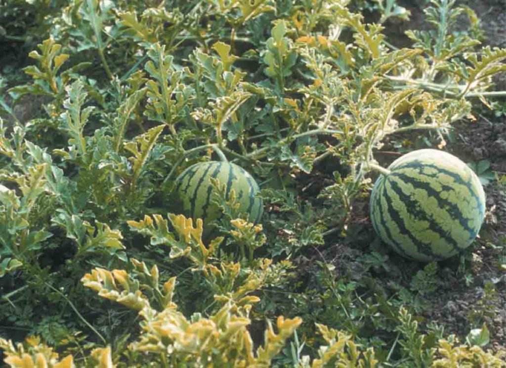 Native watermelon fruit in a field in José María Morelos