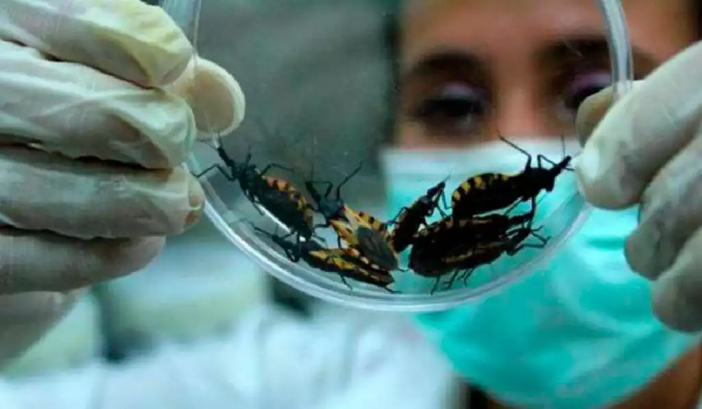 a researcher holding a petri dish containing several black and orange insects with gloves on and a mask-27112025