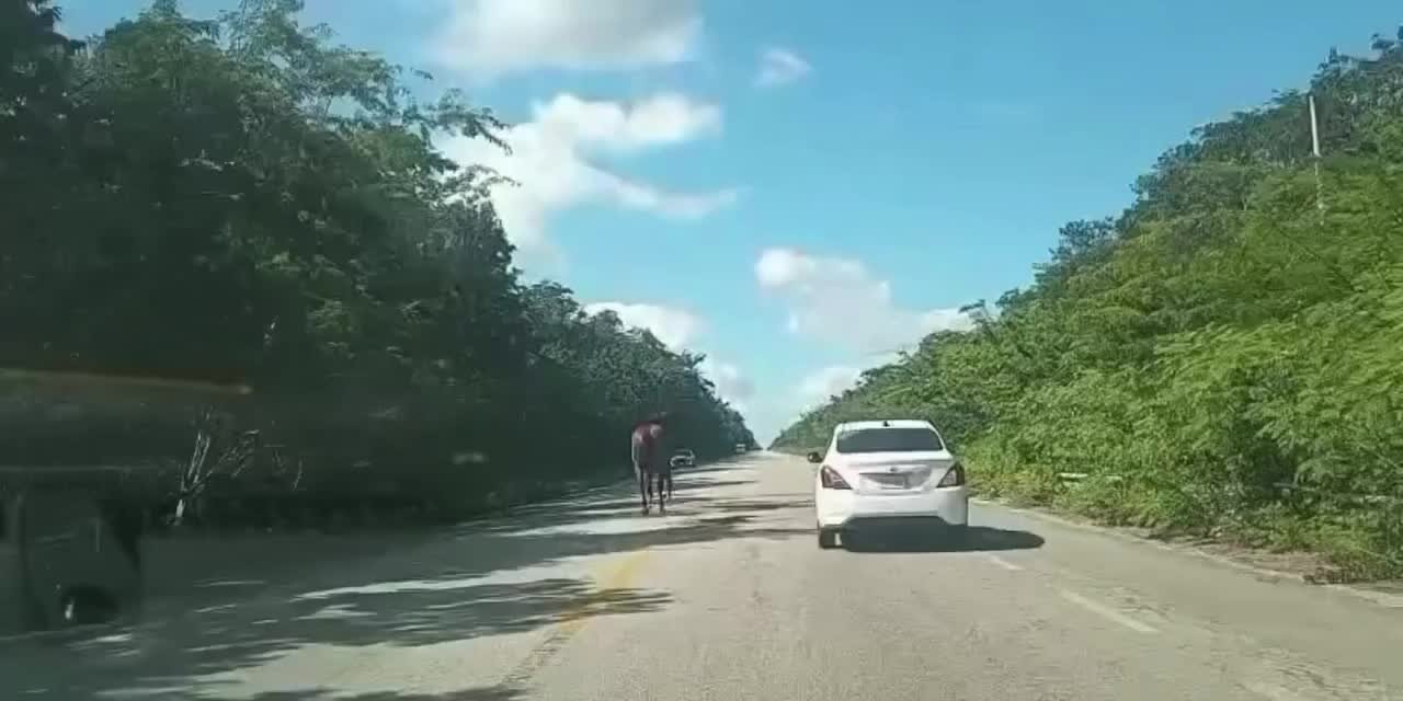 two people walking on the road while a white car drives by in a green landscape