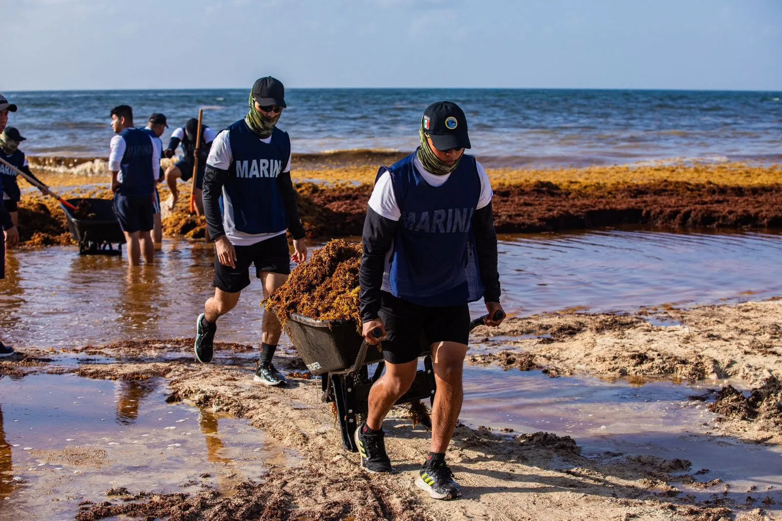 Sargassum seaweed on the coast of Quintana Roo