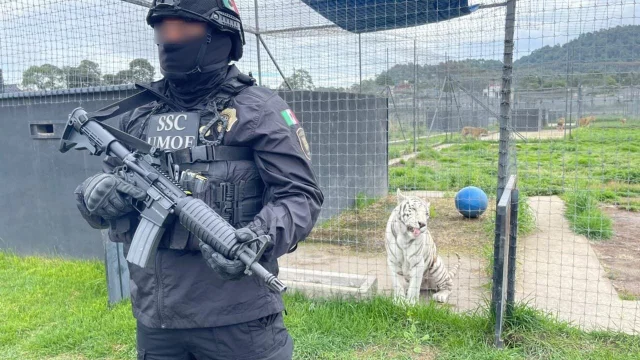 A security officer in tactical gear stands in front of a white tiger in a zoo or sanctuary setting, holding a rifle. The tiger is sitting calmly in the background.